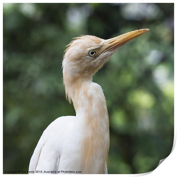 Portrait of an Egret II Print by Zoe Ferrie