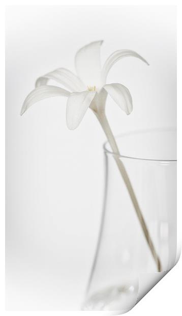 White Flower in a Vase Print by Zoe Ferrie