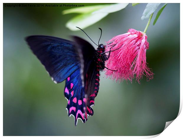 Pink Cattleheart Butterfly Print by Zoe Ferrie