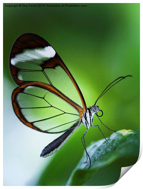 Macro photograph of a Glasswinged Butterfly Print by Zoe Ferrie