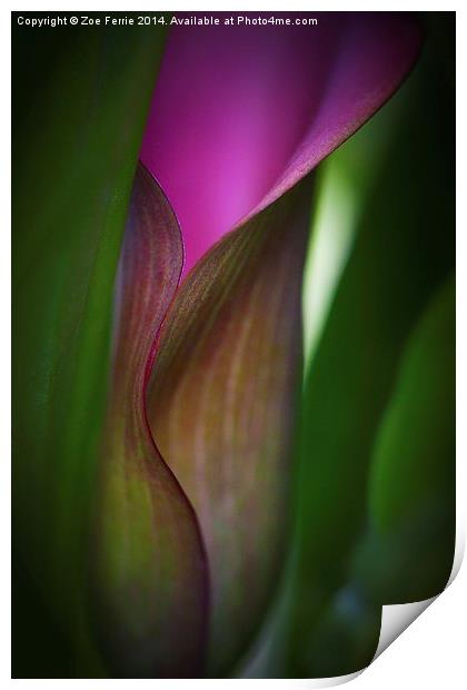 Portrait of a Calla Lily Print by Zoe Ferrie