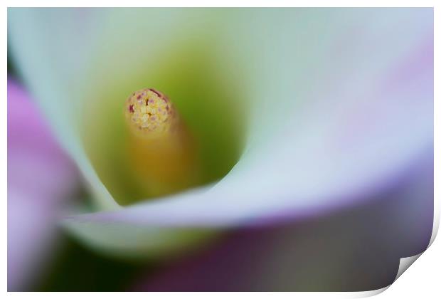 Portrait of the stamen of a Calla Lily Print by Zoe Ferrie