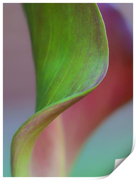 Curves of a Calla Lily Print by Zoe Ferrie