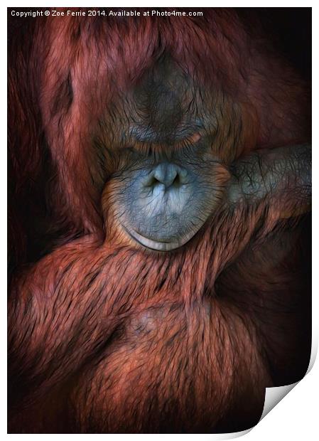 Portrait of an orangutan Print by Zoe Ferrie