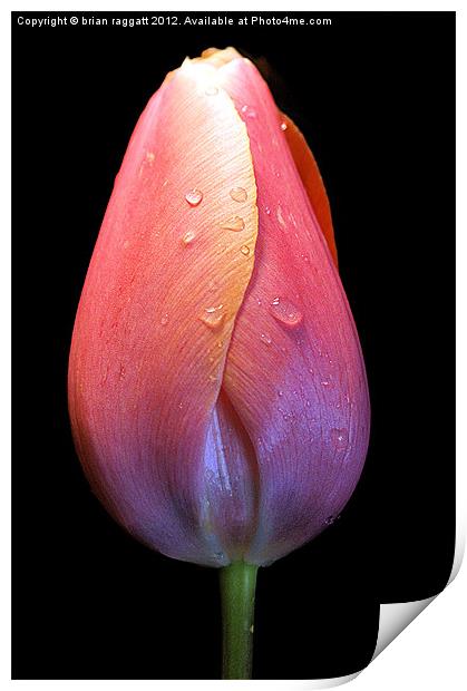 Tulip with droplets Print by Brian  Raggatt