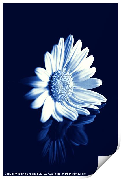 Cyanotype Daisy Print by Brian  Raggatt