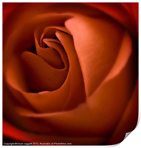 Red Rose Heart Print by Brian  Raggatt