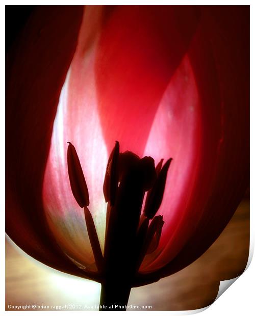 Translucent Tulip Print by Brian  Raggatt