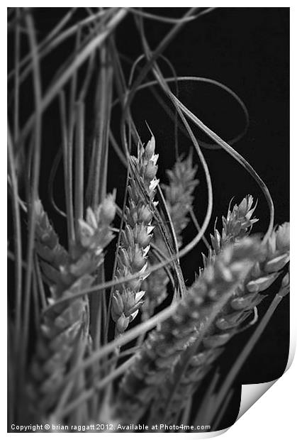 Dried Wheat Heads Print by Brian  Raggatt