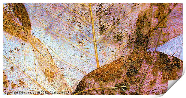 Leaf Skeletons Print by Brian  Raggatt