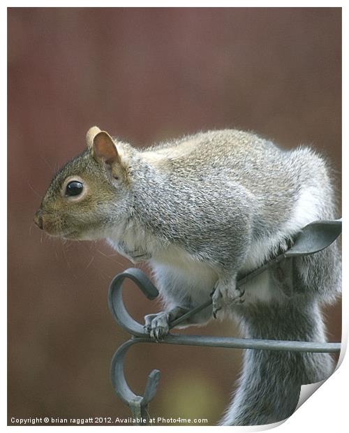 Squirrel 3 Print by Brian  Raggatt