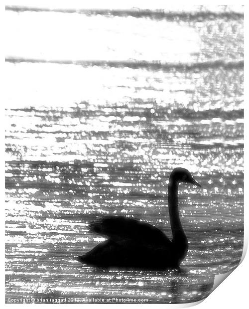 Swan Lake Nights Print by Brian  Raggatt