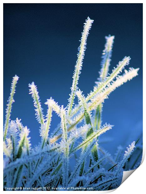 Winter Grass Print by Brian  Raggatt