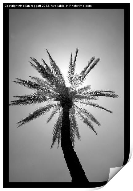 The Palm Tree Print by Brian  Raggatt