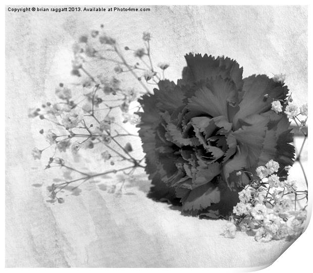 Black Carnation Print by Brian  Raggatt
