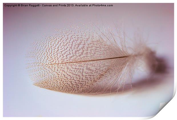 Duck feather Print by Brian  Raggatt