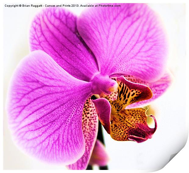 Orchid Print by Brian  Raggatt