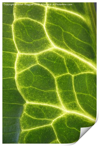 Abstract Leaf Vein macro Print by Brian  Raggatt