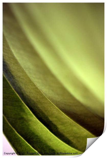 Abstract Leaf Print by Brian  Raggatt