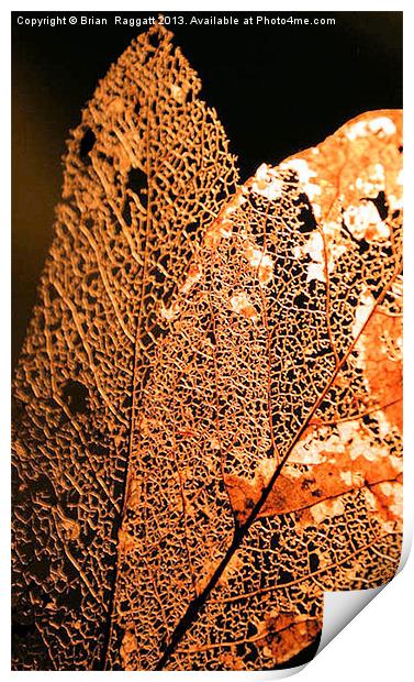 Leaf skeleton 14 Print by Brian  Raggatt
