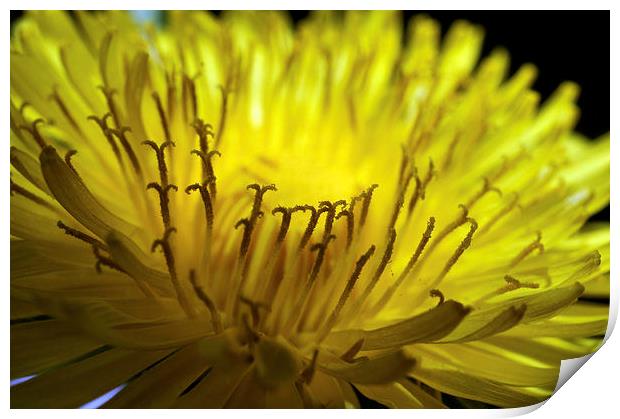 Dandelion Flower  macro Print by Brian  Raggatt