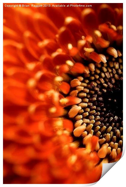 Floral Sun Burst Print by Brian  Raggatt