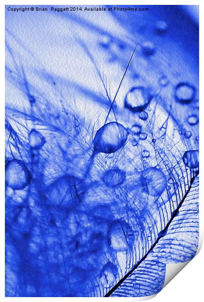 Feather Droplets Print by Brian  Raggatt