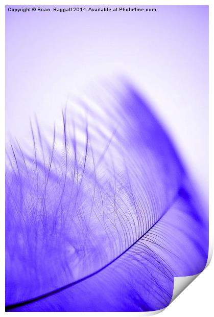 Feather Light Blue Print by Brian  Raggatt