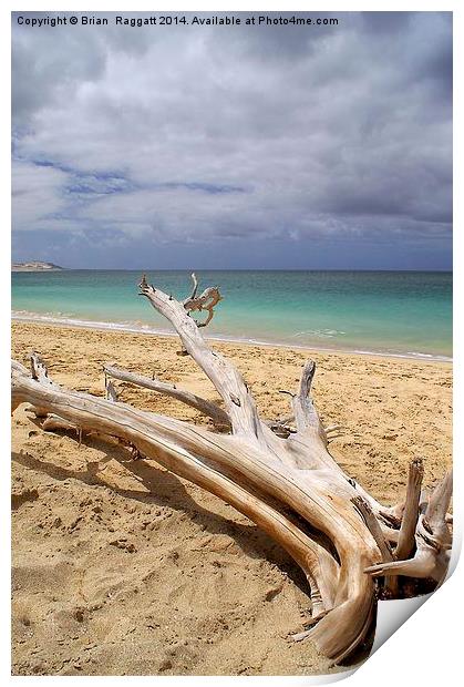 Tropical Beach Driftwood Print by Brian  Raggatt