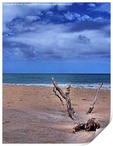 Desert Island Driftwood Print by Brian  Raggatt