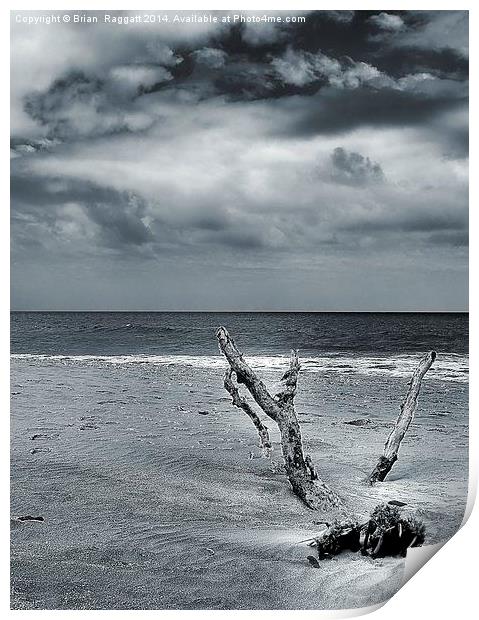 Desert Island Driftwood BW Print by Brian  Raggatt