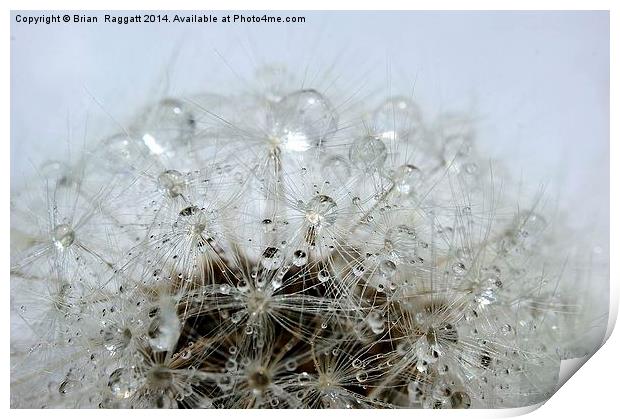 Dandelion droplets Print by Brian  Raggatt
