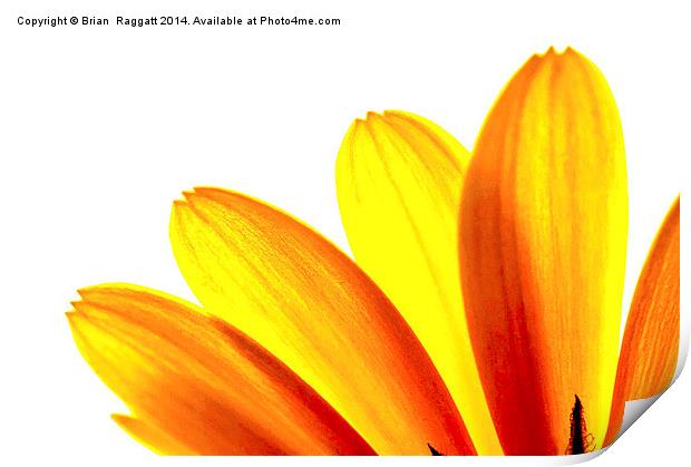  Yellow daisy Petals Macro Print by Brian  Raggatt