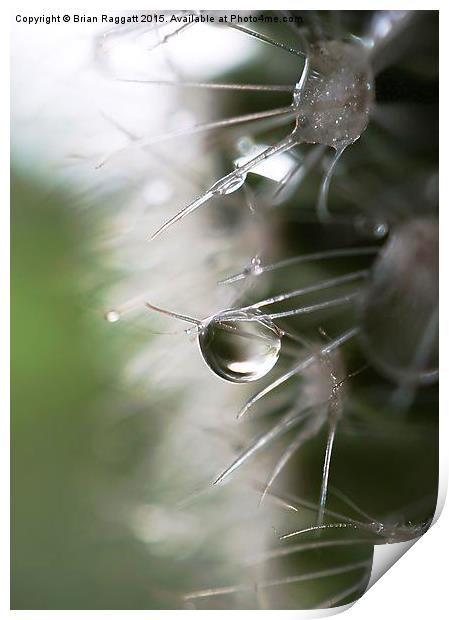  Cacti Droplet Macro Print by Brian  Raggatt
