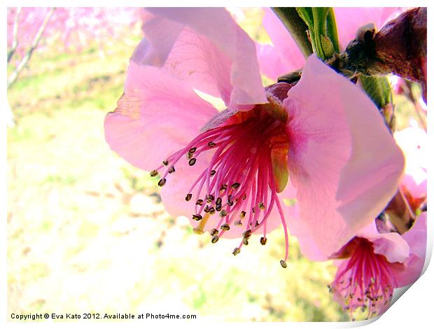 Peach Blossom Print by Eva Kato