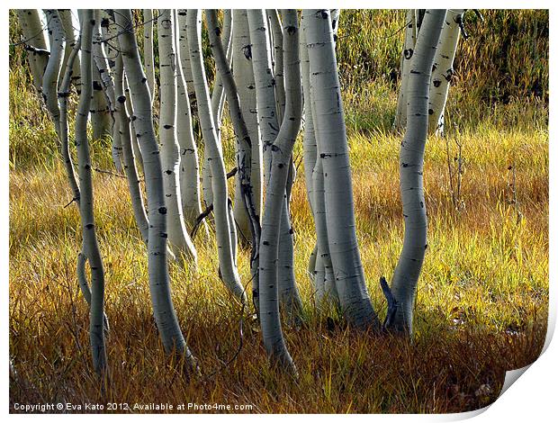 Aspens in Autumn Sun Print by Eva Kato