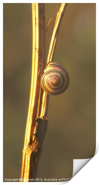 Snail on Twig Print by Eva Kato
