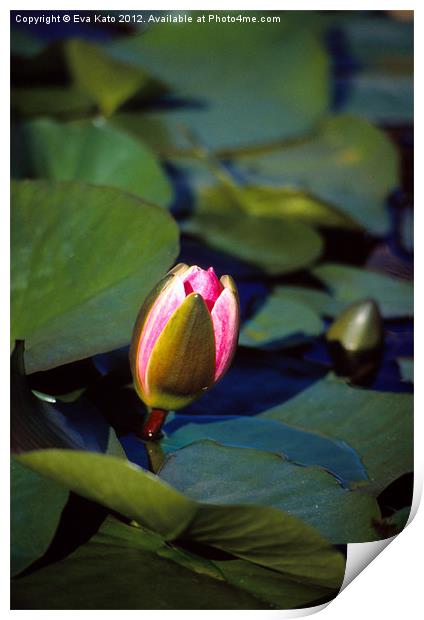 Pink Water Lily Bud Print by Eva Kato