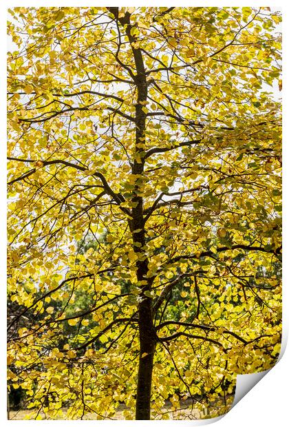 Linden tree in autumn Print by Phil Crean