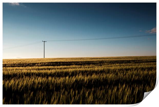 Cornfield at dusk with telegraph pole Print by Phil Crean