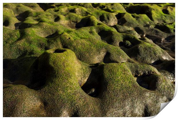 Green algae on rock formation, El Medano, Tenerife Print by Phil Crean