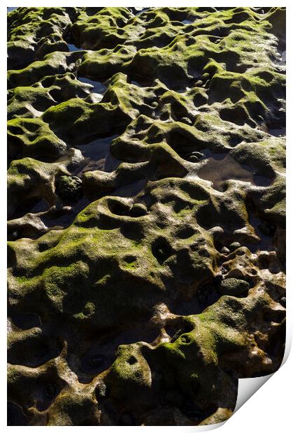 Green algae over rocks, El Medano, Tenerife Print by Phil Crean