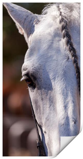 A close up of a horse that is looking at the camera Print by Phil Crean
