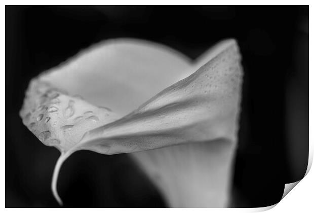 Black and white Cala Lily Print by Phil Crean