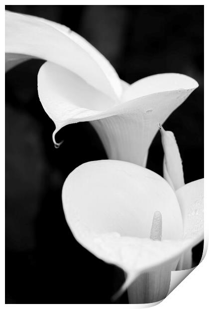 White lilies Print by Phil Crean