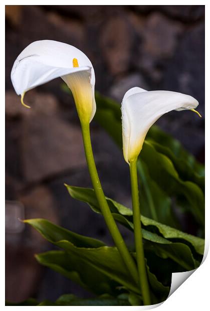 Aurum lillies Print by Phil Crean