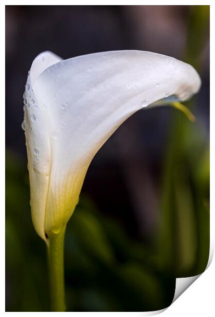 White lilies Print by Phil Crean