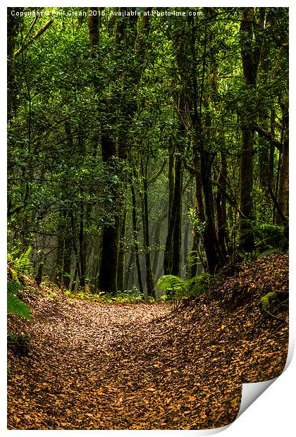  Woodland path. Print by Phil Crean