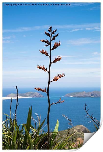  Phormium tenax flax, New Zealand Print by Phil Crean
