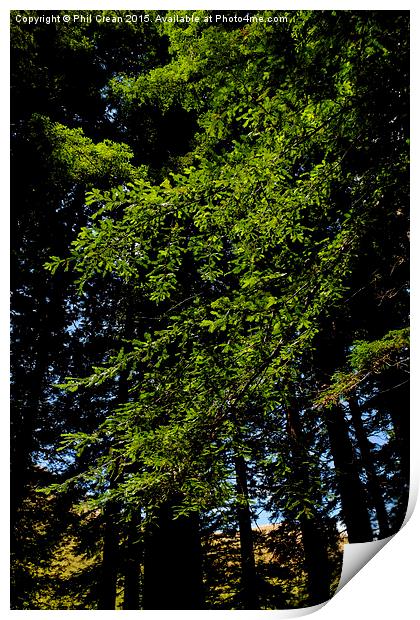  Giant redwood trees foliage, New Zealand Print by Phil Crean